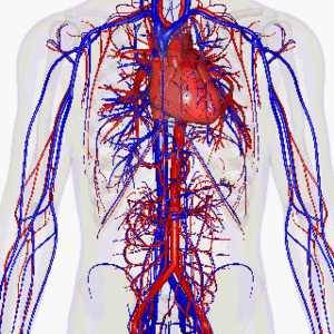 vascular-vein-artery-system-human-treatment-nyc-03