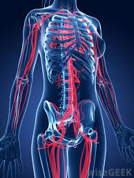 vein-stripping-info-vascular-specialist-nyc-03